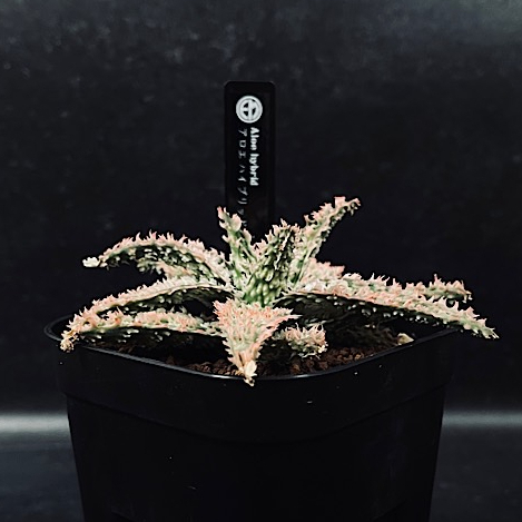 アロエ ハイブリッド 「Aloe Thai hybrid 」AL62-1 | EM Plant