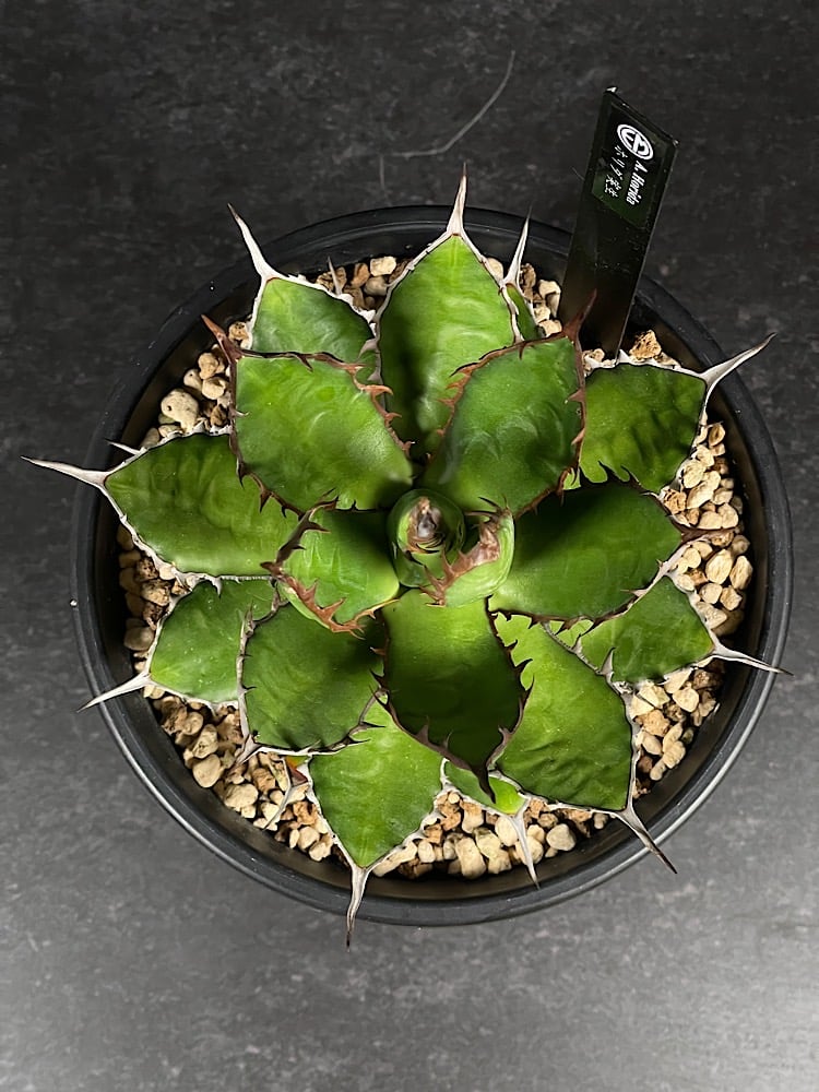 アガベ ホリダ 実生 短葉 選抜個体 「Agave Horida」 AG1-838 | EM