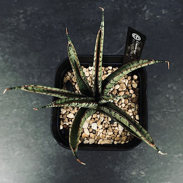 サンセベリア サンシャインエンジェル「Sansevieria Sunshine
