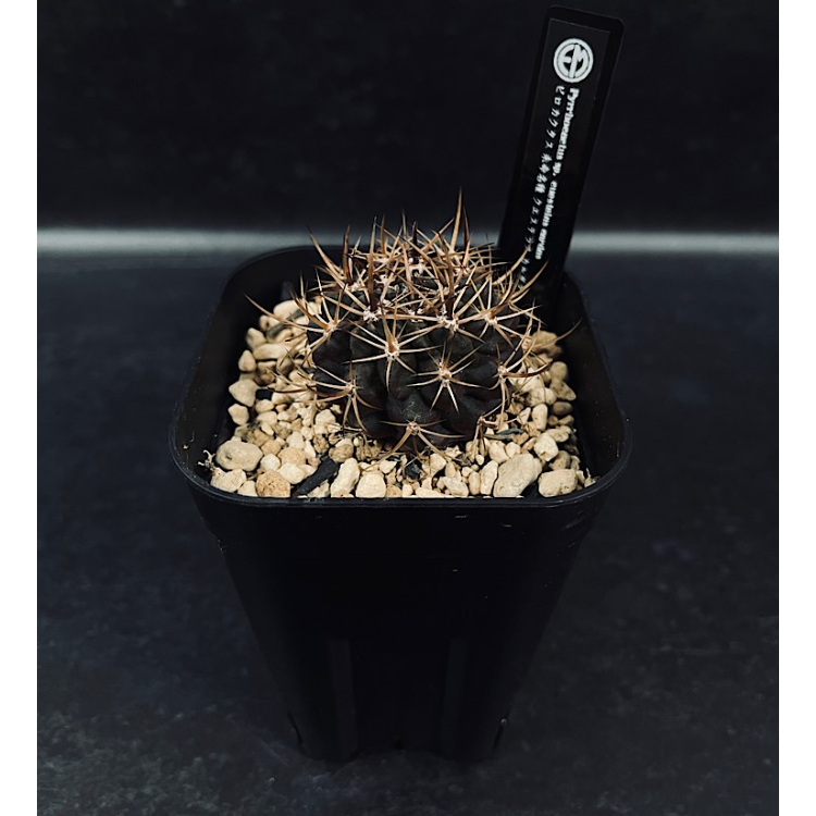 ピロカクタスsp. クエステラス カルダス「Pyrrhocactus sp. cuestela