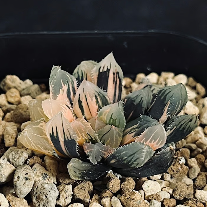 21AAA ハオルチア　多肉植物　赤い鳥糊斑　自家繁殖 21AAA ハオルチア 多肉植物 赤い鳥糊斑 自家繁殖 21AAA ハオルチア