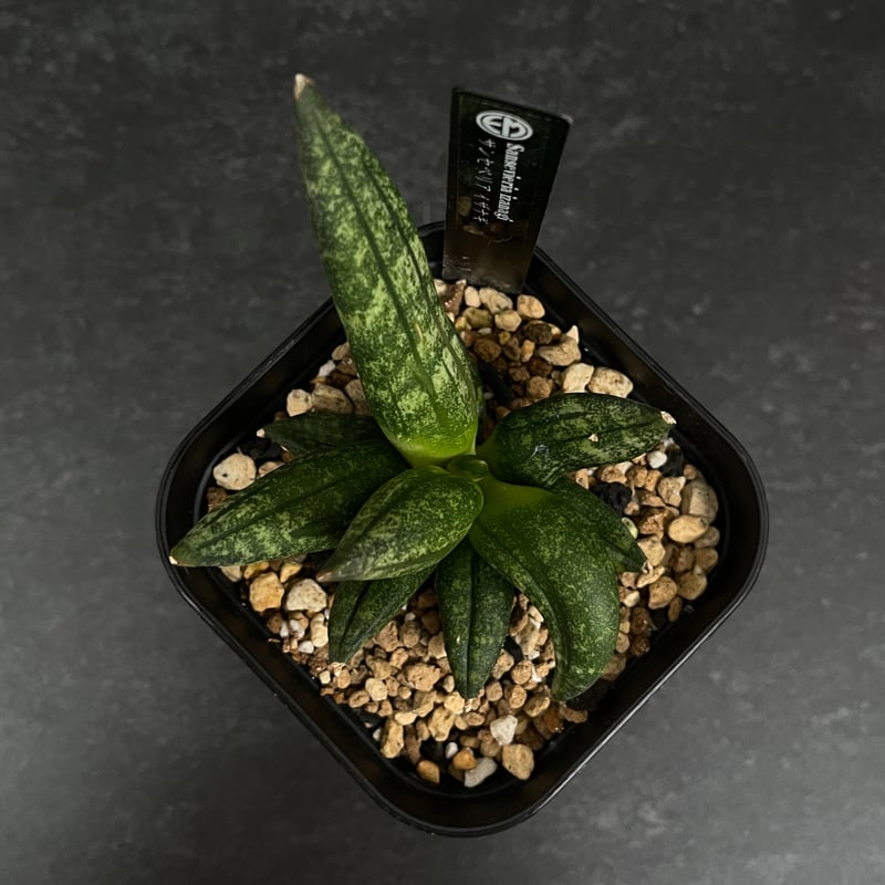 サンセベリア イザナギ「Sansevieria Izanagi」SA7 | EM Plants