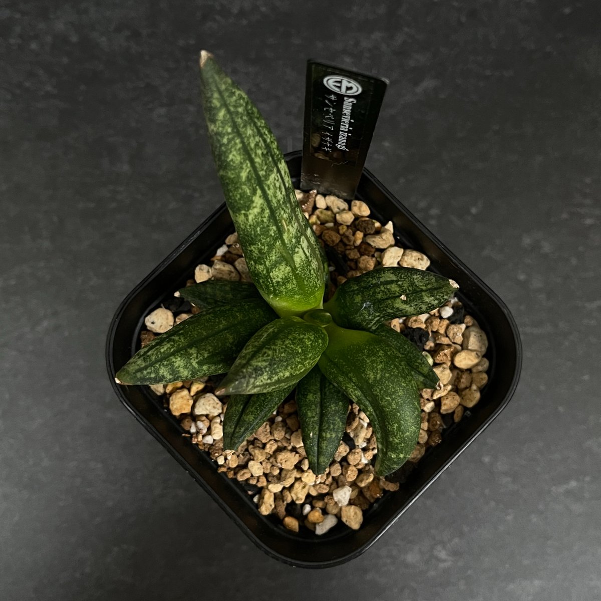 サンスベリア semanggi サンセベリア sansevieria 後藤瑞葉_サンセベリア マナ「Sansevieria mana