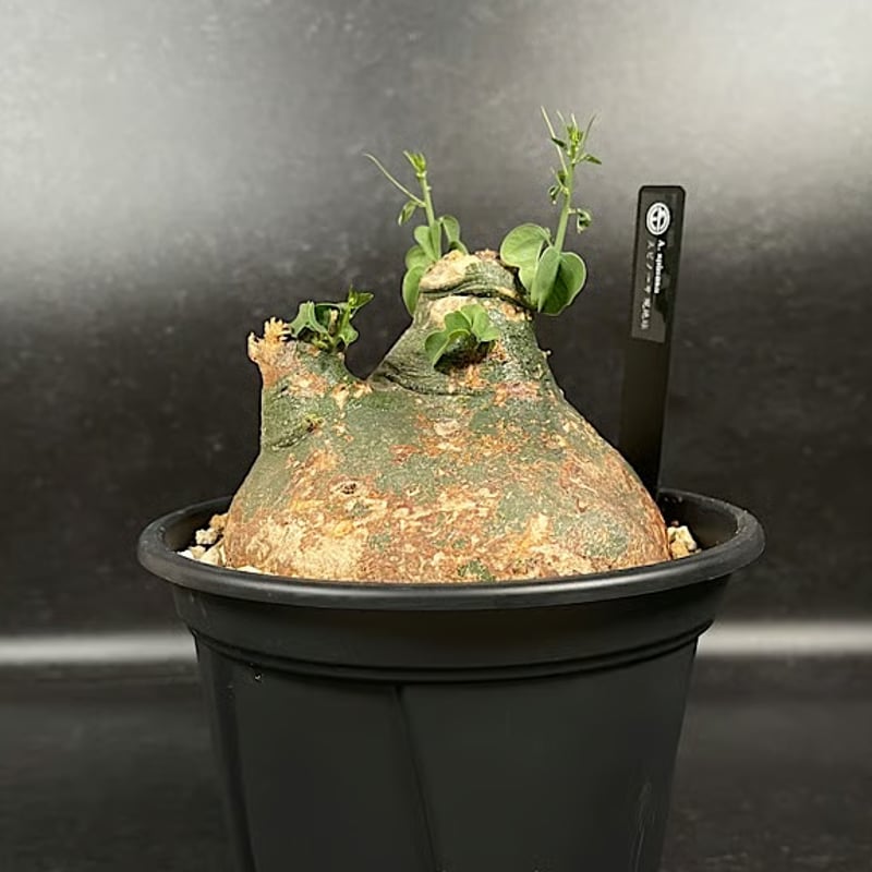 アデニア スピノーサ 現地球 「Adenia spinosa」 選抜株 CX177 | EM