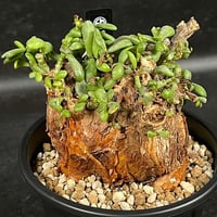 ケラリア ピグマエア 現地球 「Ceraria pygmaea」