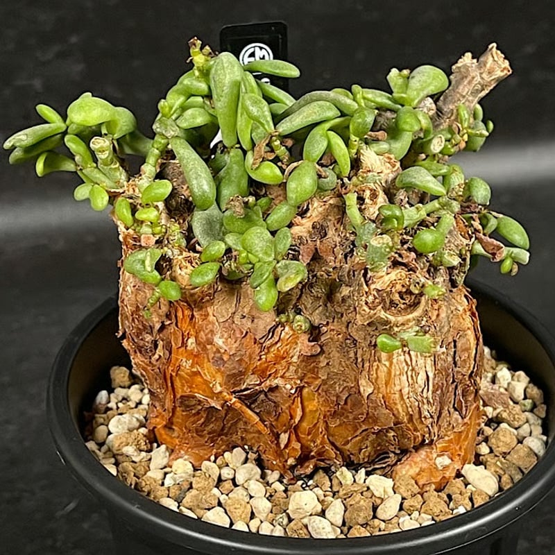 ケラリアピグマエア　現地球 ケラリアピグマエア 現地株 発根済 b5 | HANDS PLANTS