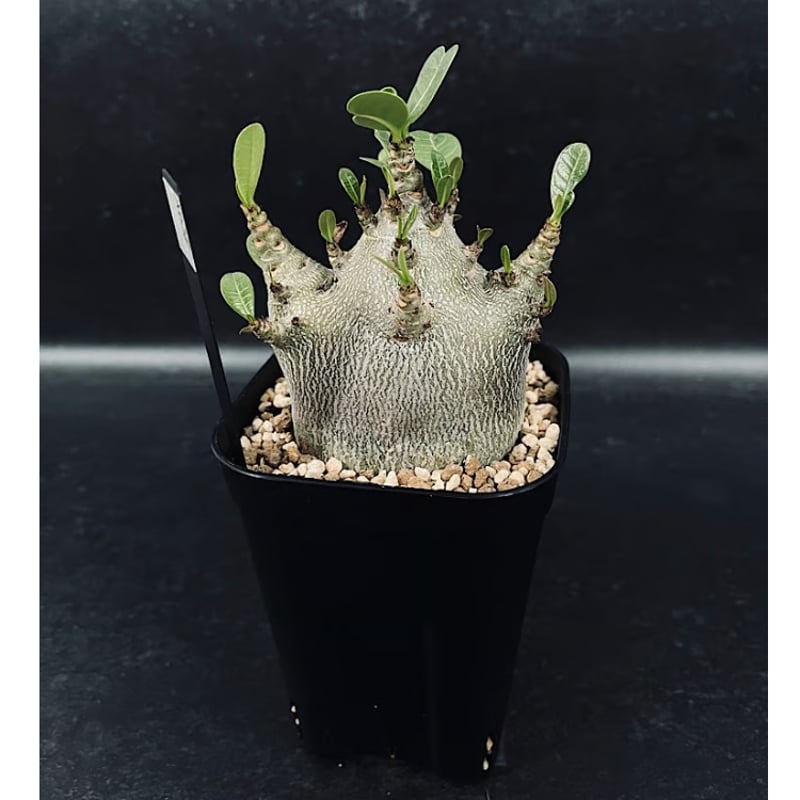 アデニウム アラビカム ドワーフ 選抜個体 「Adenium Arabicum dwarf」A