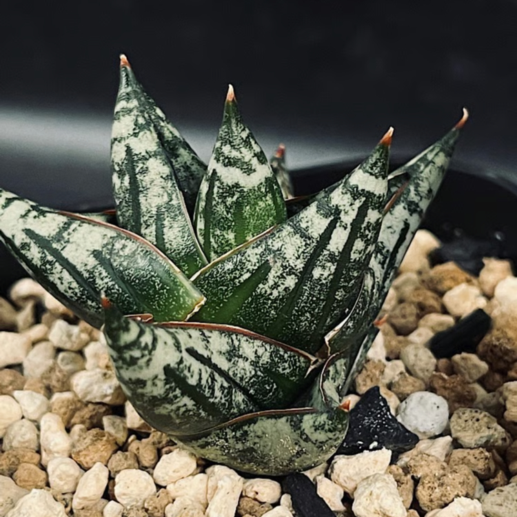 サンセベリア ニアパット ドワーフ 「Sansevieria Niaphat dwarf」 S