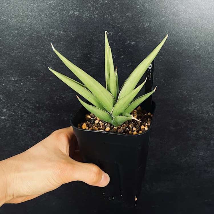 サンセベリア ランタ 「Sansevieria Lanta」SA98 | EM Plants