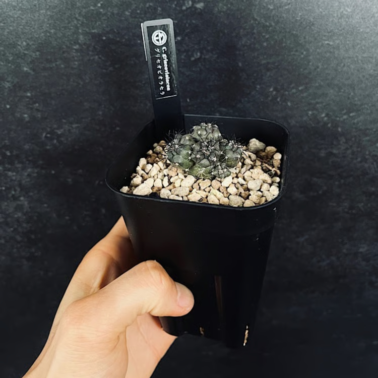 コピアポア グリセオビオラセラ 実生 群生 「Copiapoa griseoviolacea」