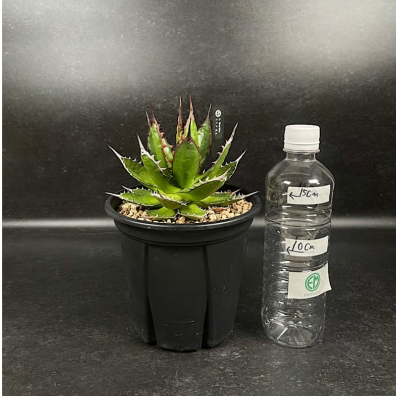 アガベ ホリダ 実生 短葉 選抜個体 「Agave Horida」 AG1-838 | EM