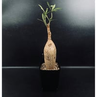 EMP サンセベリア サンシャイン エンジェル / 完成品 SA365 EMP サンセベリア サンシャイン エンジェル / 完成品 SA365
