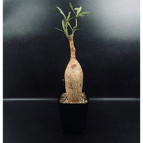 アデニウム スワジクム「Adenium swazicum」AD16-3 | EM Plants