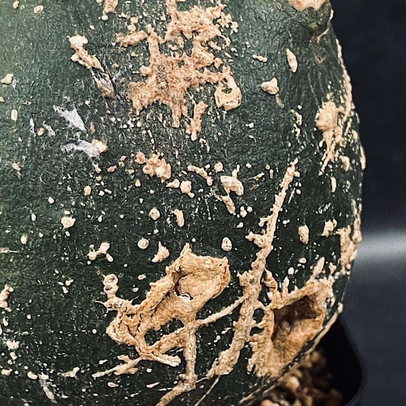 アデニア プセウド グロボーサ L「Adenia pseudo globosa」CX115-4