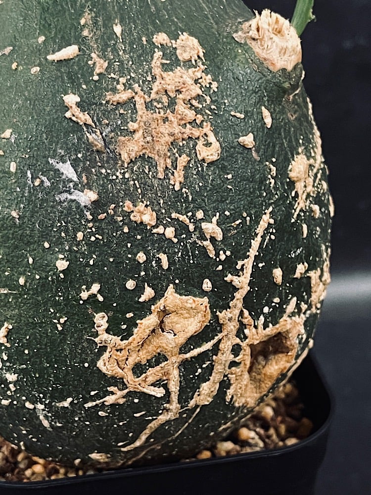 アデニア プセウド グロボーサ L「Adenia pseudo globosa」CX115-4