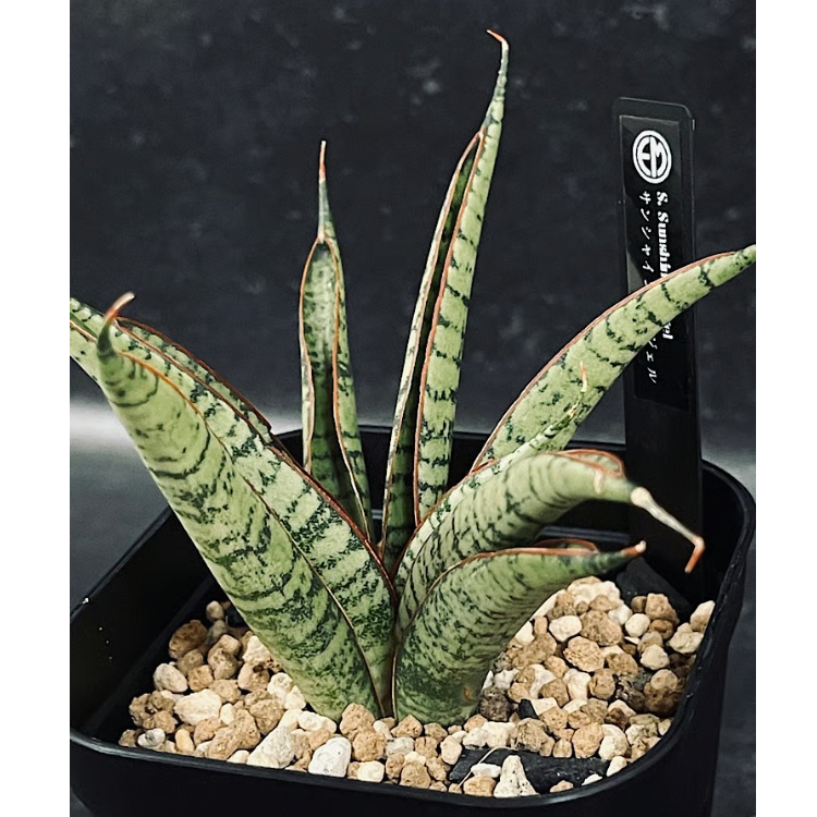 EMP サンスベリア サンシャインエンジェル　 / SA329 EMP サンスベリア サンシャインエンジェル / SA329 - メルカリ