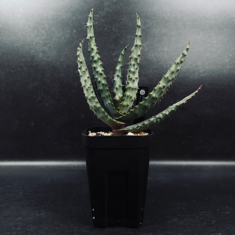 アロエ マルロシー 鬼切丸 「Aloe marlothii 」AL6-2 | EM Plant