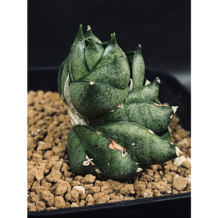 サンセベリア メタルツイスト「Sansevieria Metal Twist 」SA44-1