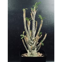 フェロカクタス 神仙玉 南方形 実生 「Ferocactus gracilis subsp.