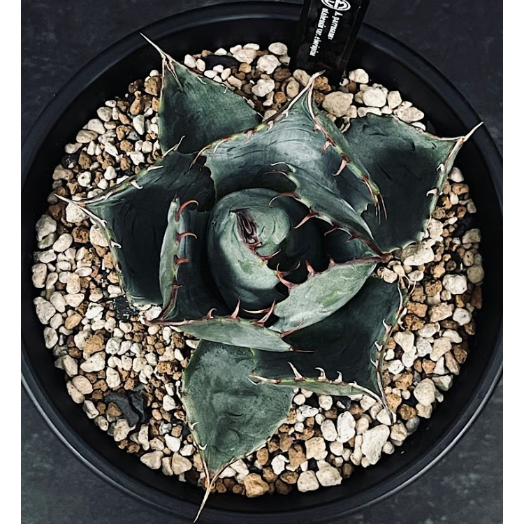 専用　ハイブリッド　パラサナ　エボリスピナ　パライシ　モンタナ　チタノタ 専用 AGAVE ハイブリッド エボリスピナ チタノタ パラサナ