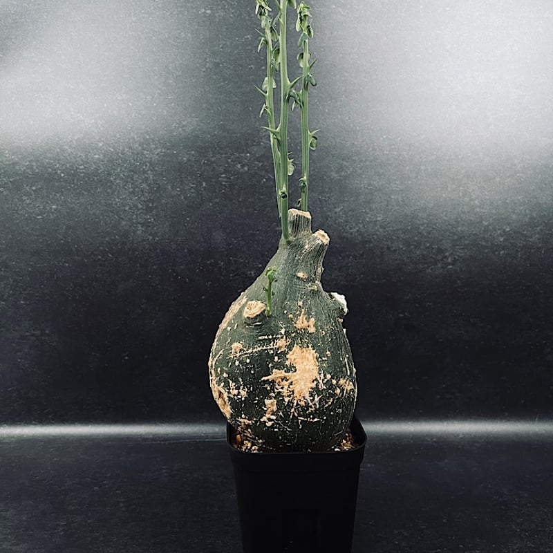 アデニア プセウド グロボーサ L「Adenia pseudo globosa」CX115