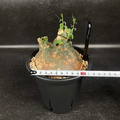 アデニア スピノーサ 現地球 「Adenia spinosa」 選抜株 CX177