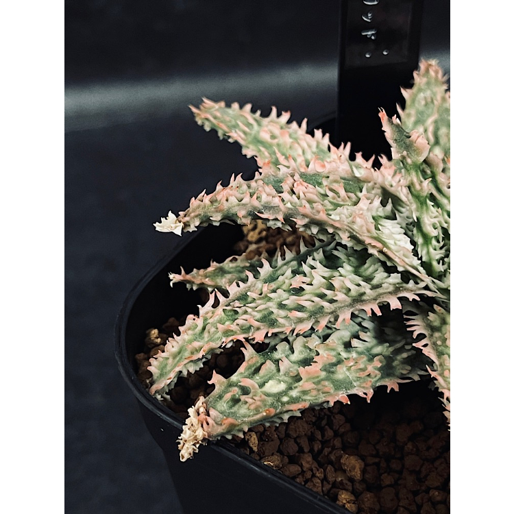 アロエ ハイブリッド 「Aloe Thai hybrid 」AL62-1 | EM Plant