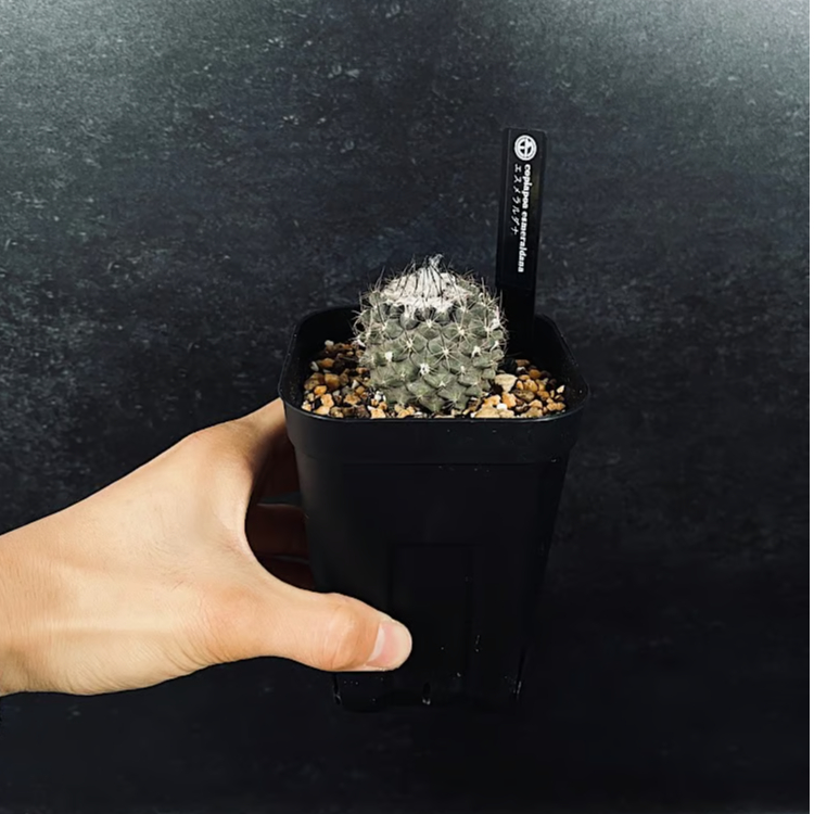 コピアポア エスメラルダナ 実生「copiapoa esmeraldana」CT34-1