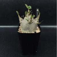 コピアポア エスメラルダナ 実生「copiapoa esmeraldana」CT34-1