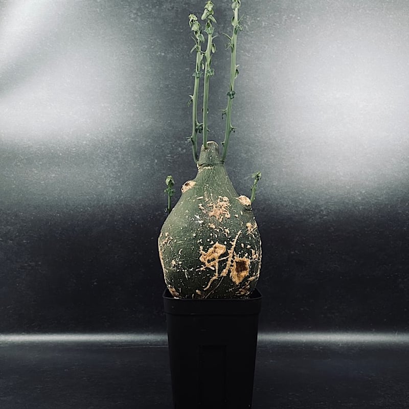 アデニア プセウド グロボーサ L「Adenia pseudo globosa」CX115-4