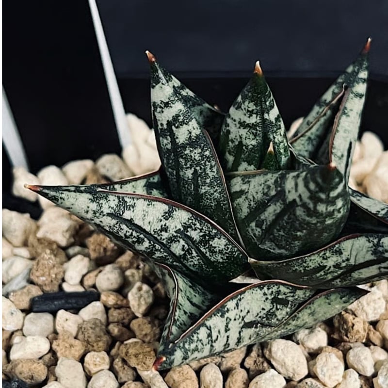 サンセベリア ニアパット ドワーフ 「Sansevieria Niaphat dwarf」 S