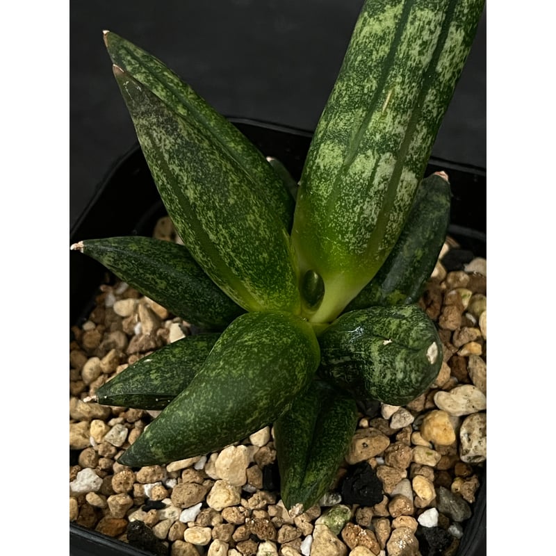 サンセベリア イザナギ「Sansevieria Izanagi」SA7 | EM Plants