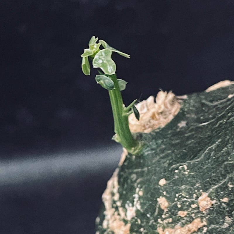 アデニア プセウドグロボーサ Adenia pseudoglobosa 現地球 アデニア プセウドグロボーサ Adenia pseudoglobosa 20230908