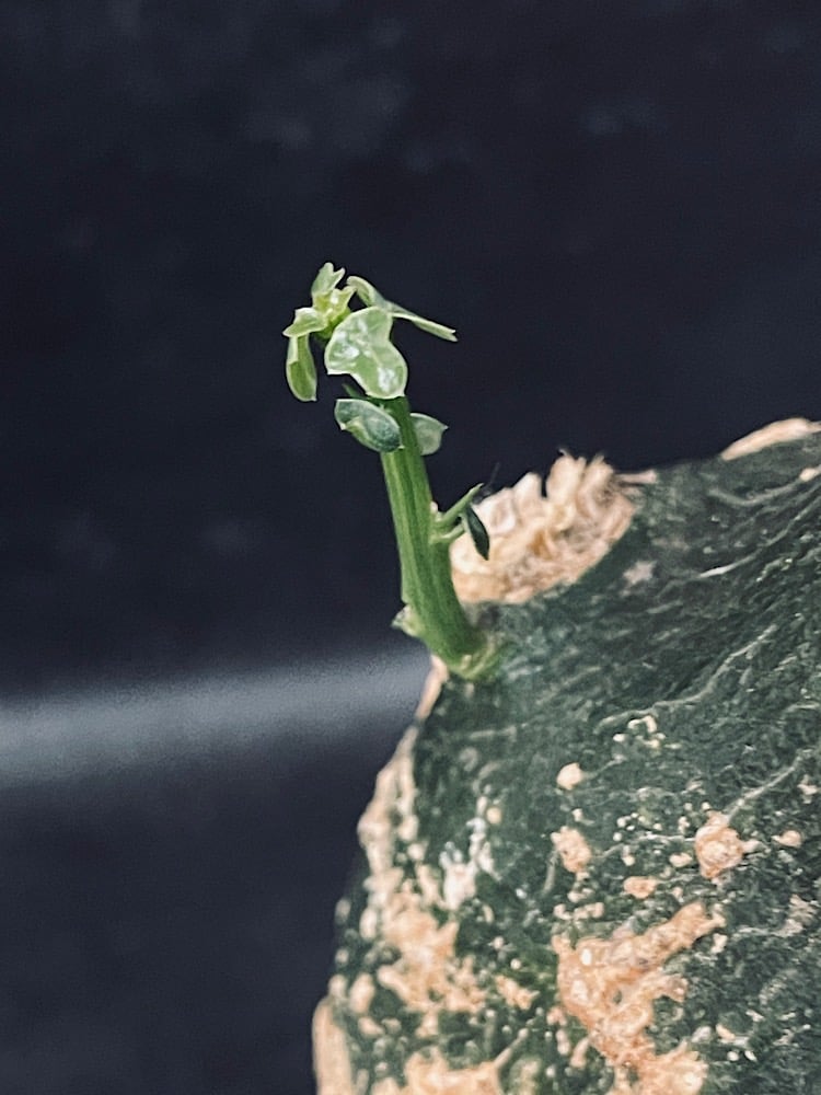 アデニア プセウド グロボーサ L「Adenia pseudo globosa」CX115