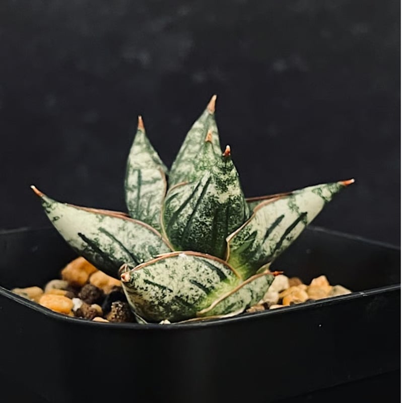 サンセベリア ニアパット ドワーフ「Sansevieria Niaphat dwarf