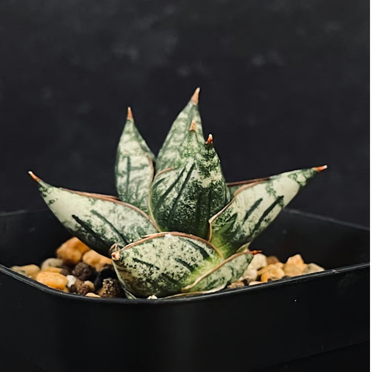 サンセベリア ニアパット ドワーフ「Sansevieria Niaphat dwarf」SA3