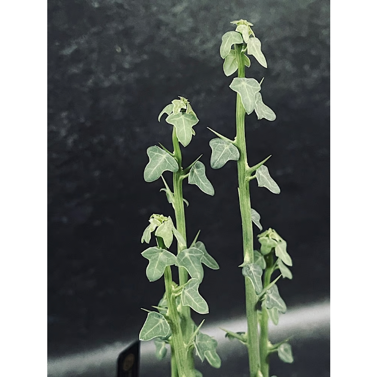 アデニア プセウドグロボーサ M「Adenia pseudoglobosa」CX116-3