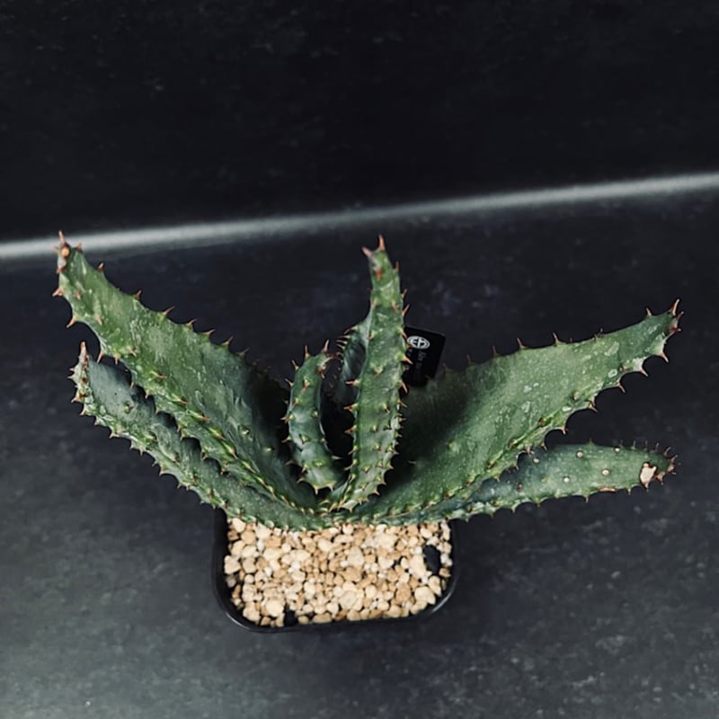 アロエ・マルロシー・大 アロエ マルロシー 鬼切丸 「Aloe marlothii 」AL6-2 | EM Plant