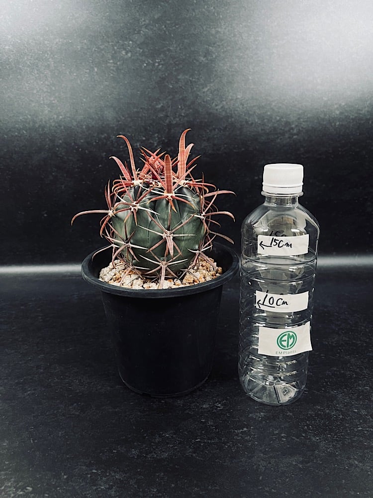 フェロカクタス 神仙玉 南方形 実生 「Ferocactus gracilis subsp.