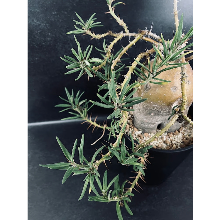 パキポディウム サキュレンタム 特大「Pachypodium succulentum」Pa81