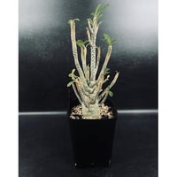 コピアポア　エスメラルダナ 4頭 Copiapoa Esmeralda 抜き苗 コピアポア エスメラルダナ〈実生〉 | N collect plants