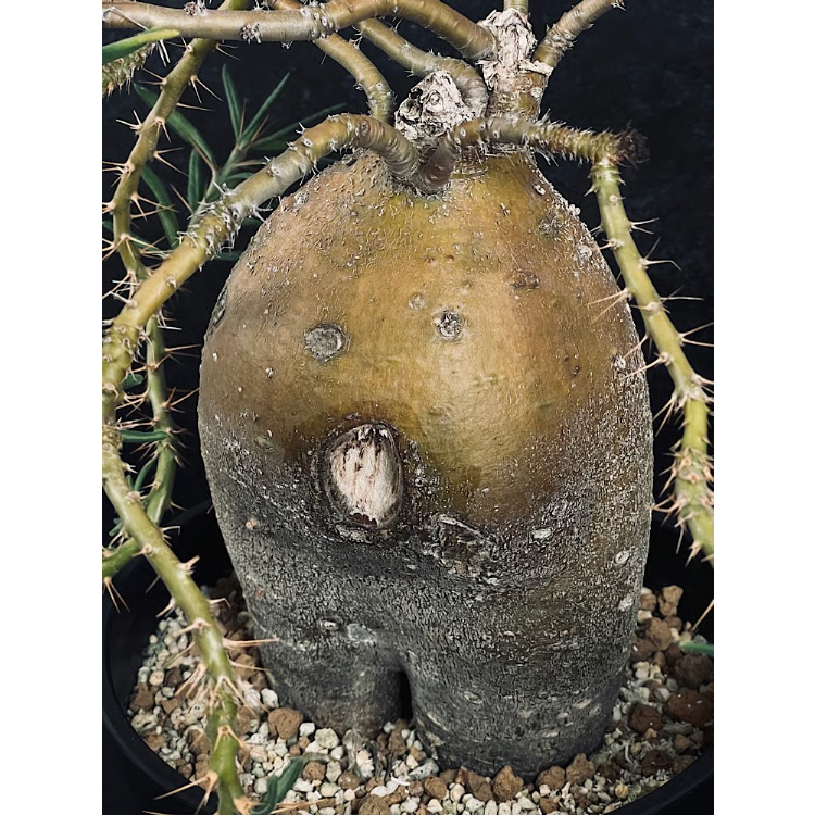 パキポディウム サキュレンタム 特大 現地球 「Pachypodium succulentum