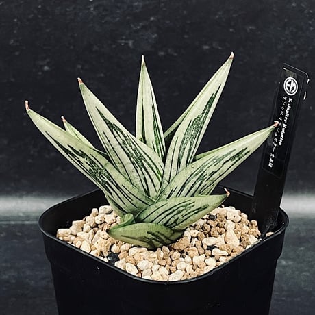 EMP サンセベリア MOMO モモ / SA347 CATEGORY サンセベリア | EM Plants Online Store