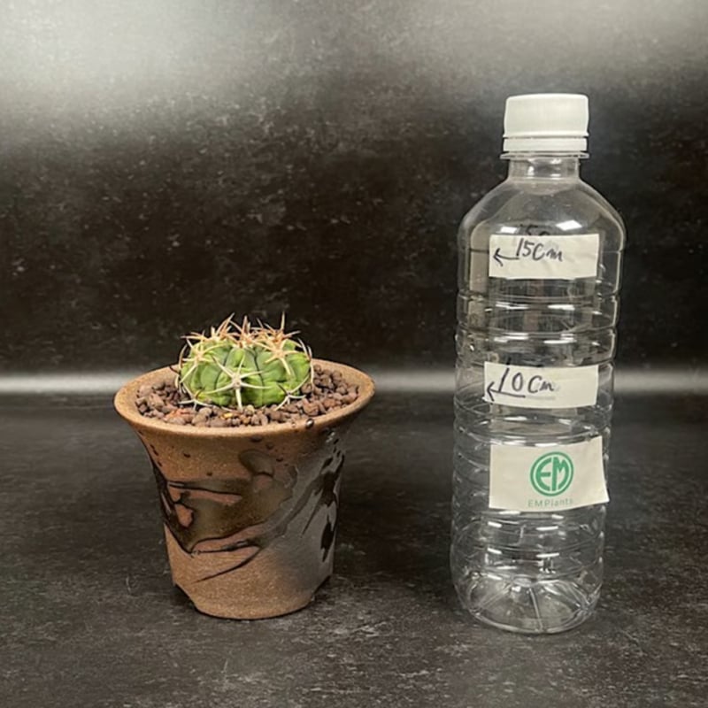 ギムノカリキウム フェロシオール 応天門 実生 + 萬古焼 植木鉢 金彩