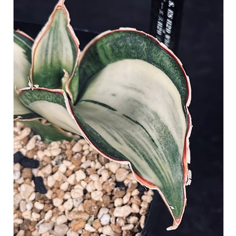 サンセベリア ES829 白斑 「Sansevieria ES829 White var.」  SA355