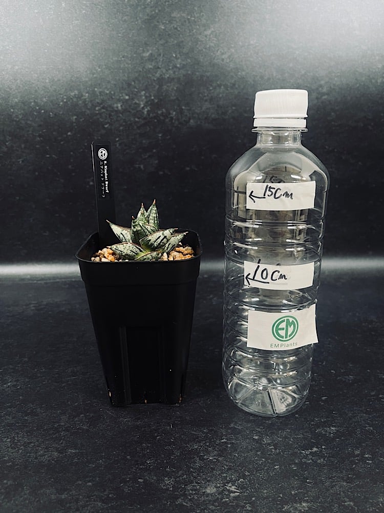 サンセベリア ニアパット ドワーフ「Sansevieria Niaphat dwarf」SA3