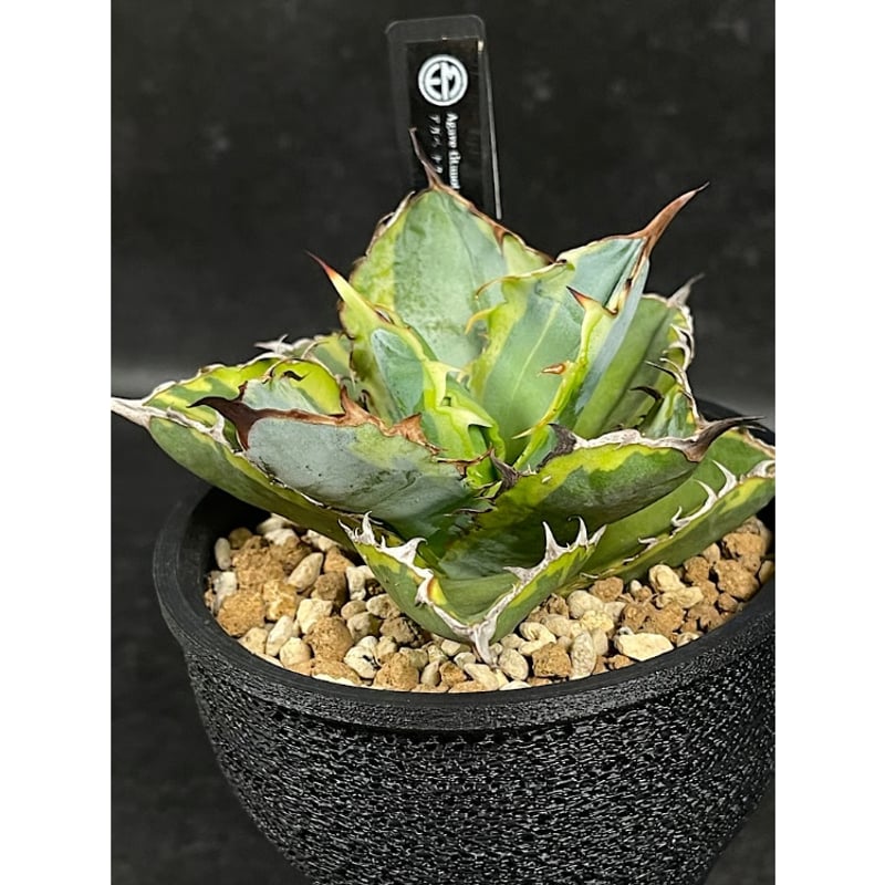 アガベ チタノタ ブラック＆ブルー 錦 + 3Dプリンタ鉢 「Agave