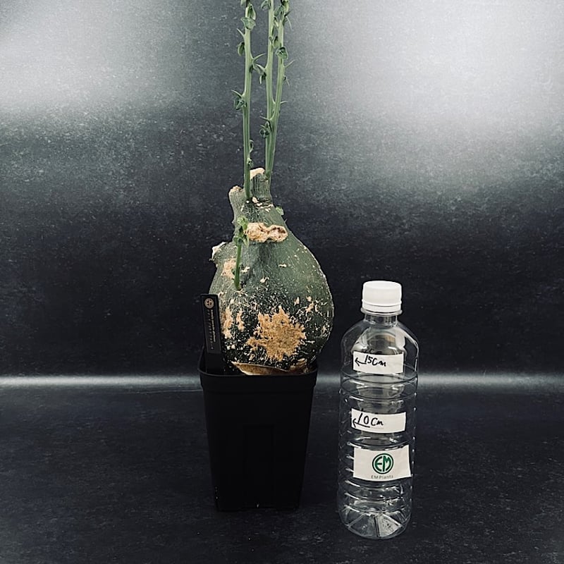 赤字セール❇️発根済み❗️アデニア　プセウド　グロボーサ　現地球♻️ 値下げ不可 赤字セール❇️発根済み❗️アデニア プセウド グロボーサ 現地球