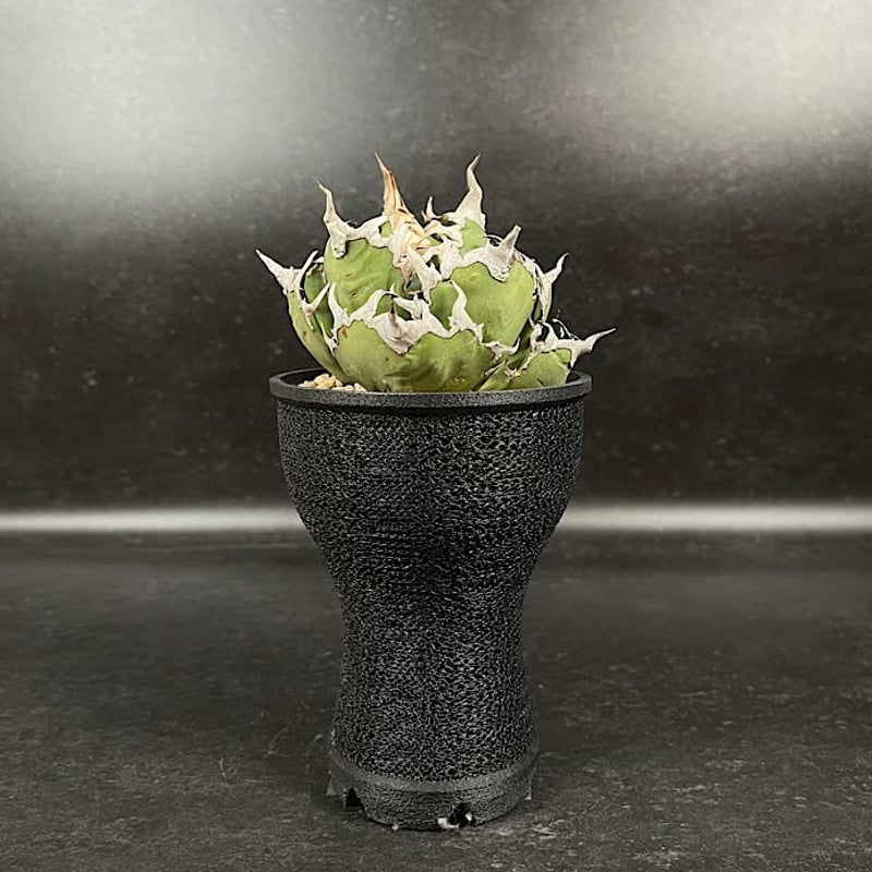 アガベ チタノタ スーパーシーザー + 3Dプリンタ鉢 「Agave titanota