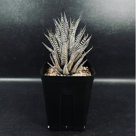 CATEGORY 硬葉 | EM Plants Online Store